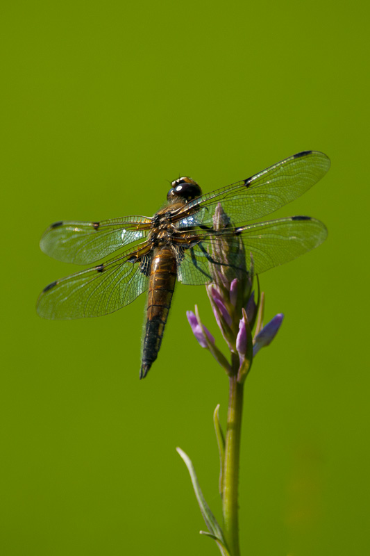 Orhidee rosinaga
